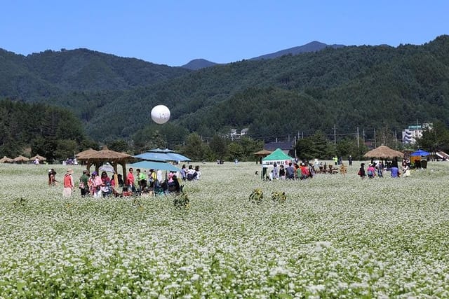 Buckwheat flowers in the festival